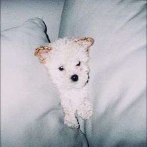 Meet your Posher, Kirsten